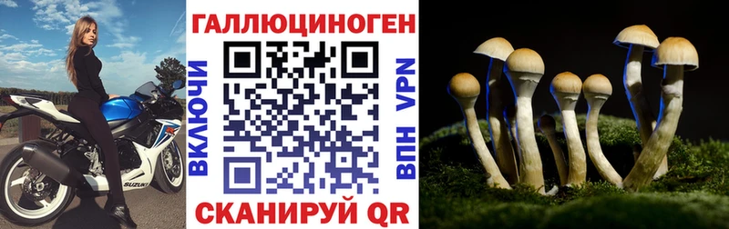 Псилоцибиновые грибы Cubensis  мега как зайти  Кизляр 